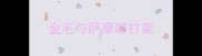 金毛与萨摩耶打架