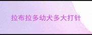 拉布拉多幼犬多大打针