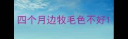 四个月边牧毛色不好