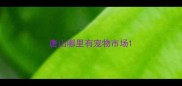 唐山哪里有宠物市场