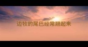 边牧的尾巴经常翘起来