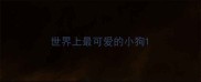 世界上最可爱的小狗