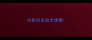 拉布拉多幼犬便便