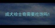 成犬哈士奇需要吃饱吗