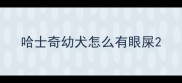 哈士奇幼犬怎么有眼屎