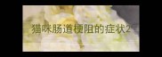 猫咪肠道梗阻的症状