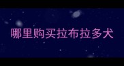 哪里购买拉布拉多犬