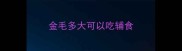 金毛多大可以吃辅食