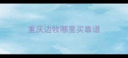 重庆边牧哪里买靠谱