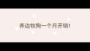 养边牧狗一个月开销