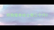 用狗笼养哈士奇三个月