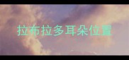 拉布拉多耳朵位置