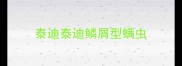 泰迪泰迪鳞屑型螨虫