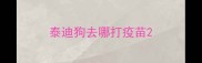 泰迪狗去哪打疫苗