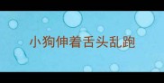 小狗伸着舌头乱跑
