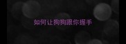 如何让狗狗跟你握手