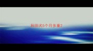 秋田犬5个月多重