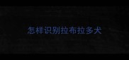 怎样识别拉布拉多犬