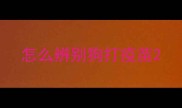 怎么辨别狗打疫苗