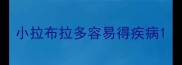 小拉布拉多容易得疾病