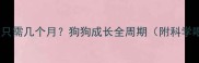 幼犬到成犬只需几个月狗狗成长全周期附科学喂养指南