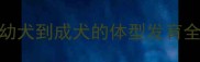 秋田犬成长时间表幼犬到成犬的体型发育全附科学饲养指南
