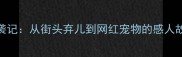 北京流浪猫逆袭记从街头弃儿到网红宠物的感人故事与治愈日常