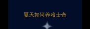 夏天如何养哈士奇