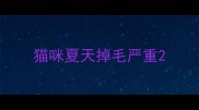 猫咪夏天掉毛严重