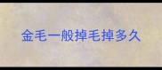 金毛一般掉毛掉多久