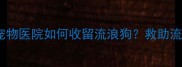 最新指南宠物医院如何收留流浪狗救助流程费用全