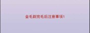 金毛剃完毛后注意事项