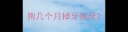 狗几个月掉牙换牙