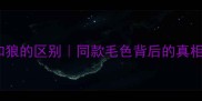 哈士奇和狼的区别同款毛色背后的真相