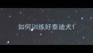 如何训练好泰迪犬