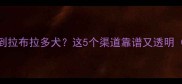 广州哪里能买到拉布拉多犬这5个渠道靠谱又透明附避坑指南