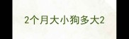 2个月大小狗多大