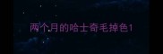 两个月的哈士奇毛掉色