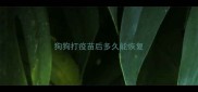 狗狗打疫苗后多久能恢复