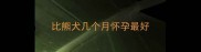 比熊犬几个月怀孕最好