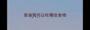 泰迪狗可以吃哪些食物