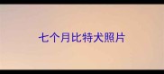 七个月比特犬照片