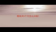 鹿娃犬5个月怎么训练