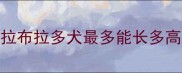 拉布拉多犬最多能长多高