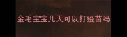 金毛宝宝几天可以打疫苗吗