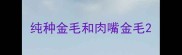 纯种金毛和肉嘴金毛