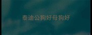泰迪公狗好母狗好