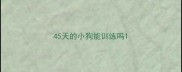 45天的小狗能训练吗