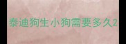 泰迪狗生小狗需要多久
