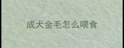 成犬金毛怎么喂食